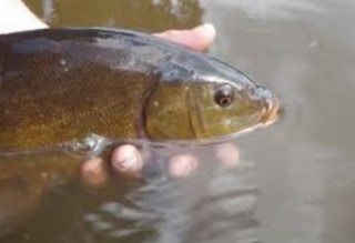  Pesca con licencia de pesca 